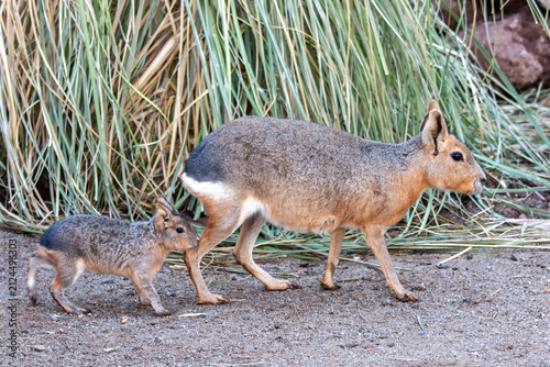 Captive Patagonian mara