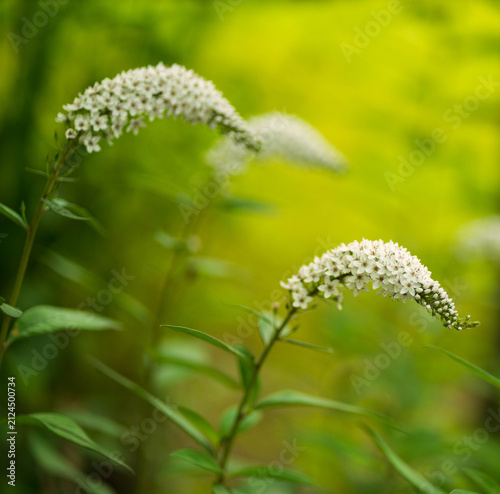 Fotografie Close-up of white gooseneck loosestrife flowers (Lysimachia clethroides) blooming in a green summer garden with shallow depth of field