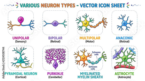Obraz na płótnie Various Neuron Types Vector Icon Sheet