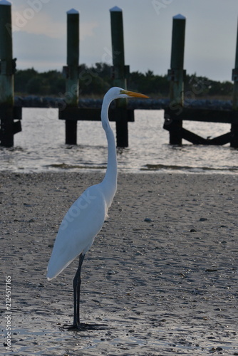 Принти на полотні white egret at the river