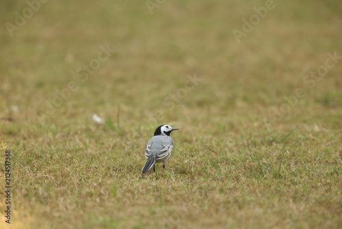Foto The white wagtail (Motacilla alba dukhunensis) is a small passerine bird in the family Motacillidae