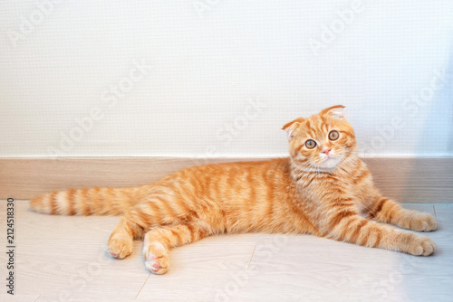 Cuadro en lienzo A red tabby cat is lying on the floor in room.