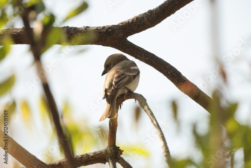 Wall Mural The yellow-throated sparrow or chestnut-shouldered petronia (Gymnoris xanthocollis xanthocollis) is a species of sparrow found in southern Asia