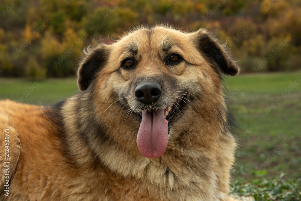 Obraz premium Canine enjoys a relaxed moment in a scenic outdoor setting. Happy pet companionship concept