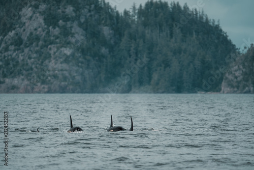 Canvas Print Pod of orcas swimming in coastal waters of British Columbia, Canada