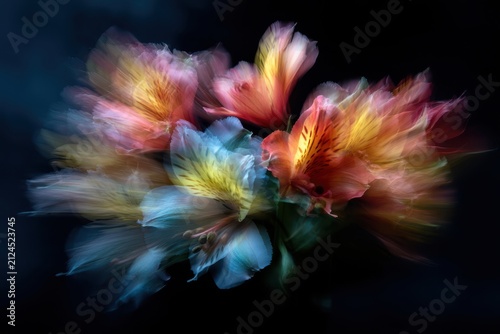 Softly Blurred Cluster of Pink Yellow and White Tulip Petals in Dark Background tulips flowers
