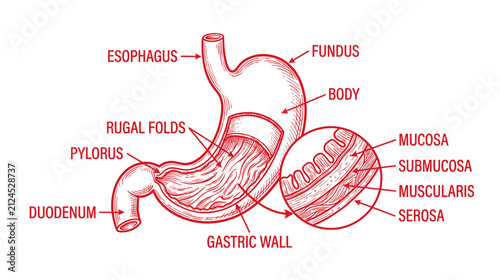 Foto Isolated Human Stomach Anatomy Diagram