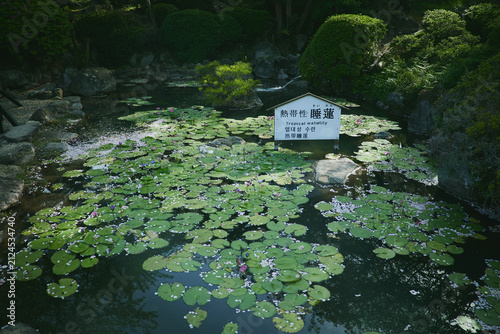 別府地獄めぐり 国指定名勝と湯気立ち上る温泉の風景
