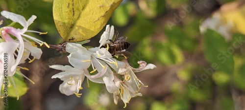 Cuadro en lienzo Close-up of a honey bee collecting nectar from blooming white honeysuckle flowers in warm natural sunlight