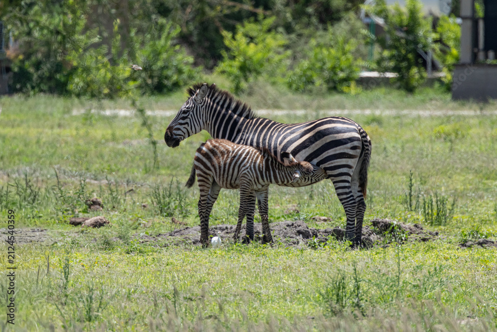 Obraz premium Zebra nursing its foal in the African savanna.