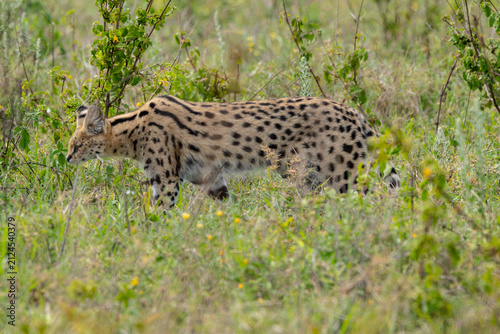 Photography A serval prowling in the Serengeti National Park.