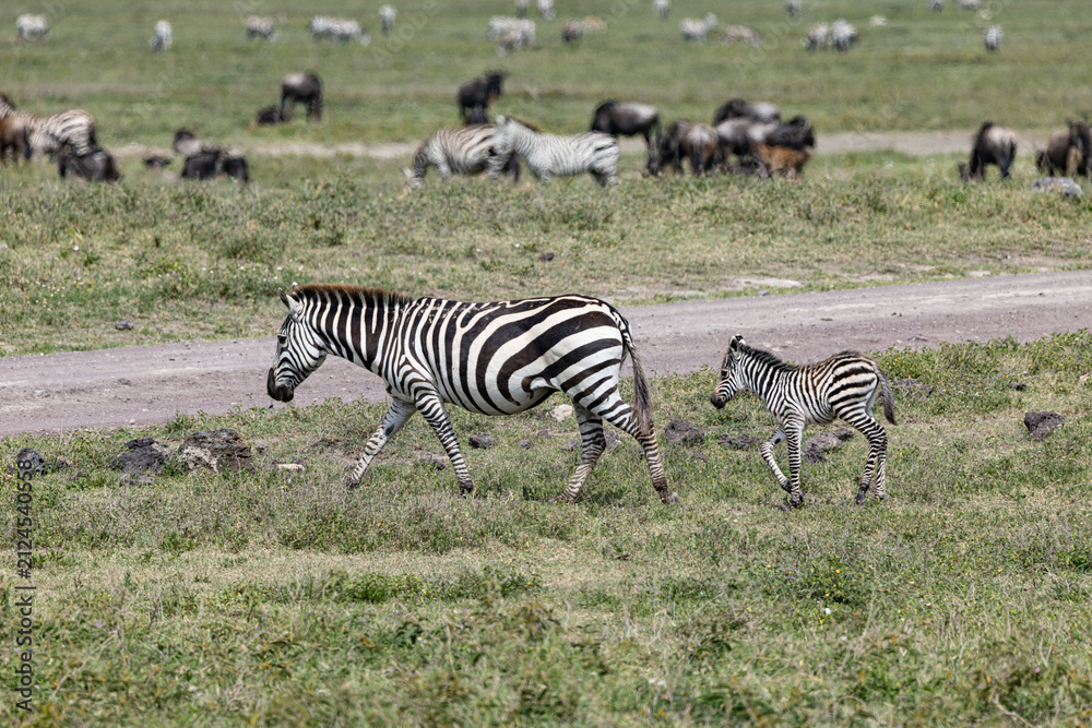 Obraz premium A zebra and foal walk through the Serengeti.