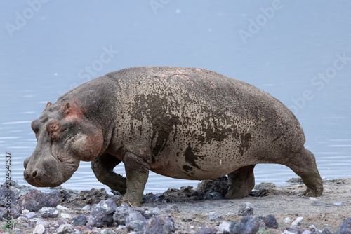 Muddy hippopotamus walking along the shores of Ngorongoro Crater.