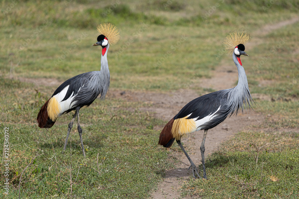 Obraz premium Two grey crowned cranes in the Serengeti National Park.