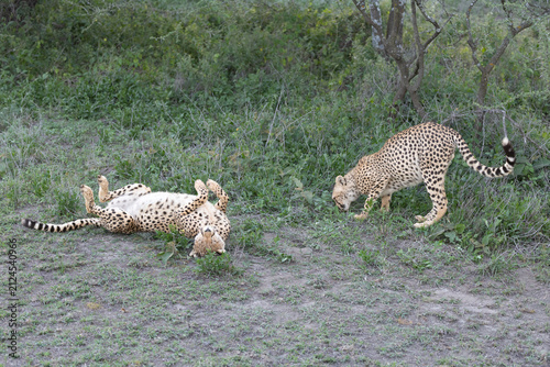 Quadro su tela Two cheetahs playing in the Serengeti National Park.