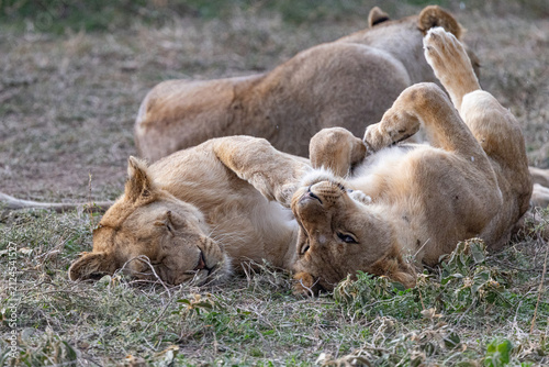 Photography Two lions resting in the wild Serengeti National Park.
