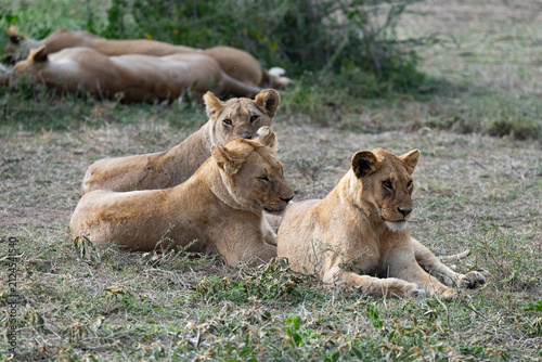 Canvas Print Pride of lions resting in Kenya's Maasai Mara.
