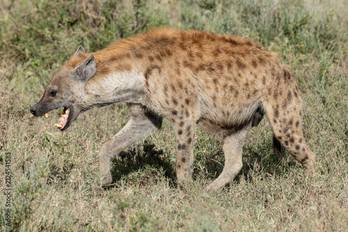 Fotografie Spotted hyena prowling through the Serengeti.