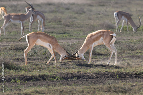 Canvas Print Two gazelles lock horns in the Serengeti savanna.