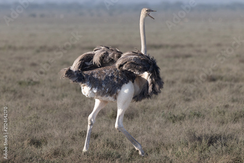 Photography Ostrich standing in the grassy plains of Amboseli National Park.