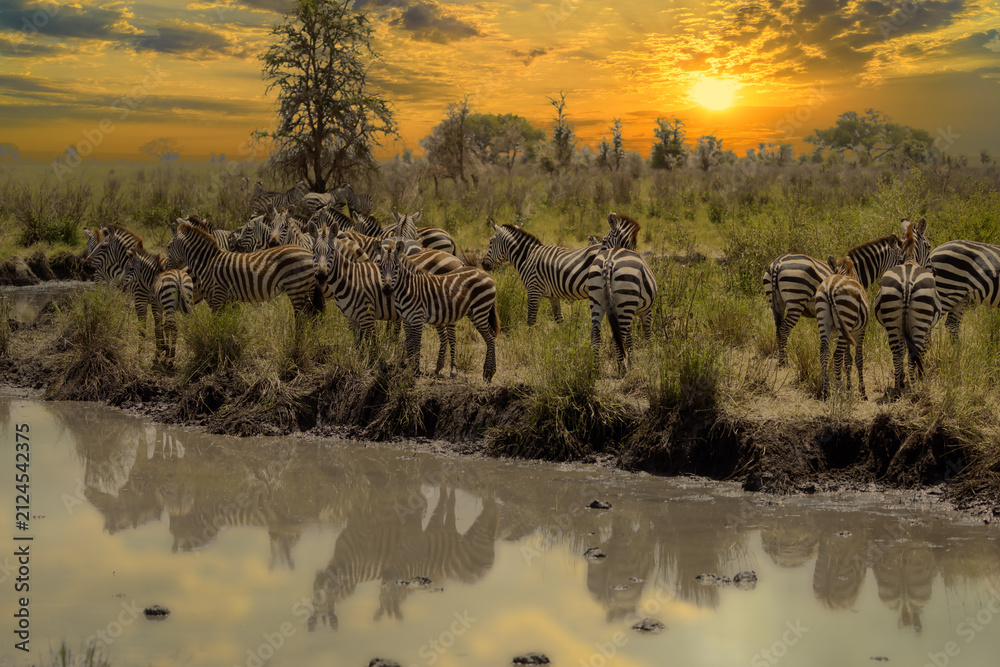 Obraz premium A herd of zebras at a Serengeti watering hole.