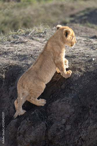 A lion cub climbs a mound in the Serengeti.