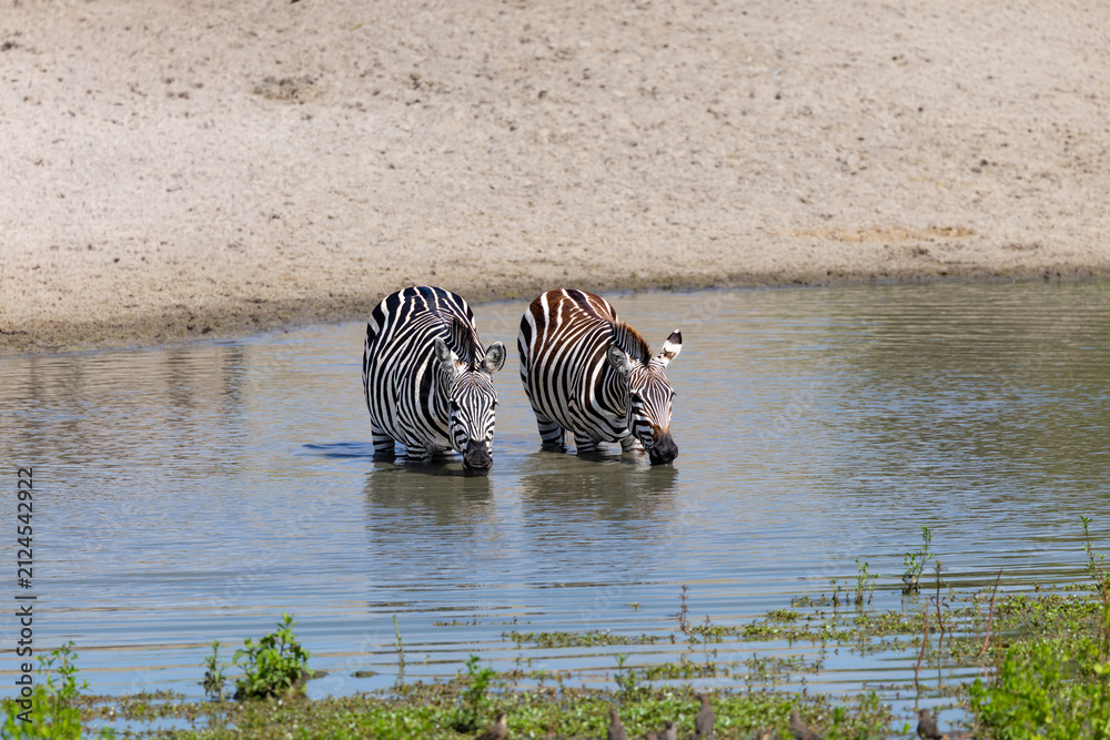 Obraz premium Two zebras drinking in the Serengeti National Park.
