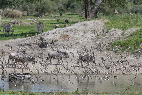 Foto Wildlife gather at a waterhole in Tarangire National Park.