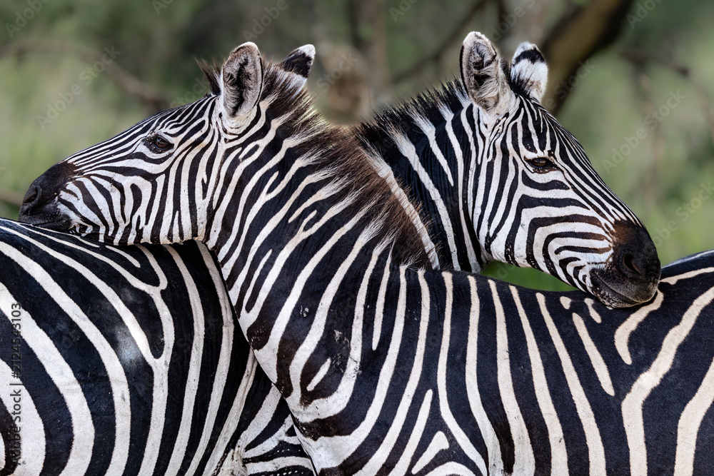 Naklejka premium Two zebras bonding in the Serengeti.