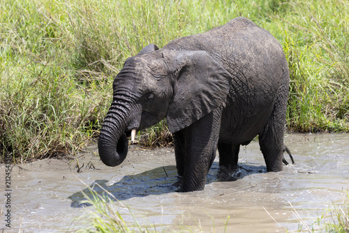 Young African elephant bathing in Serengeti National Park.