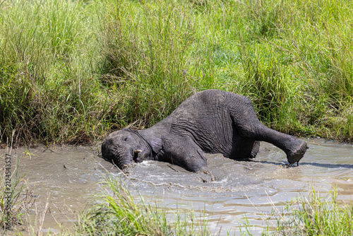 Baby elephant enjoys a mud bath in Serengeti National Park.