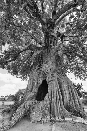 The historic and towering Chapman’s Baobab in Botswana.