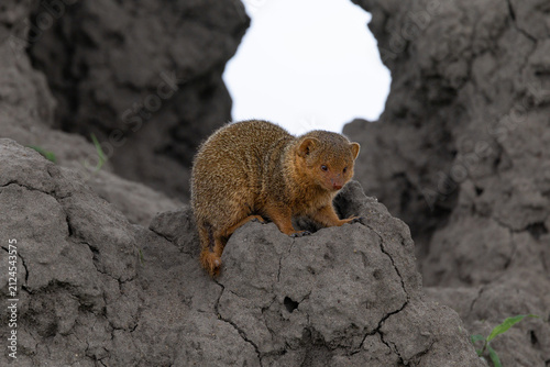 A dwarf mongoose perches on a Serengeti termite mound.