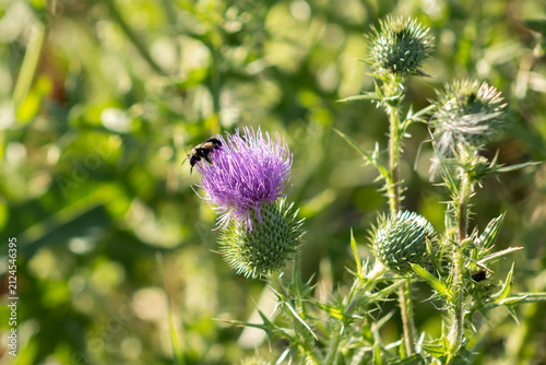 Bumblebee in the flower