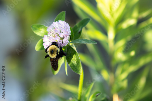 Bumblebee in the flower