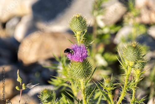 Bumblebee in the flower