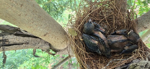 Принти на полотні Natural Drongo  bird nest with baby chicks in tree, wild hatchlings in straw nes