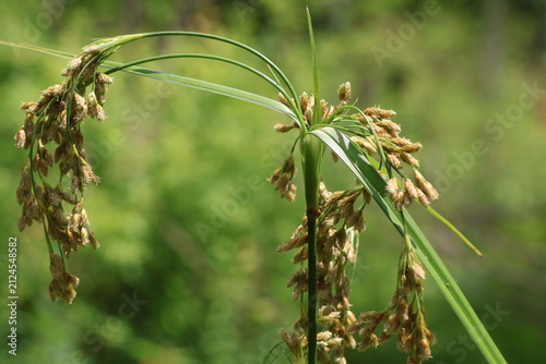 Konstfotografi The spikes of the sedge grass, which is distributed in wetlands