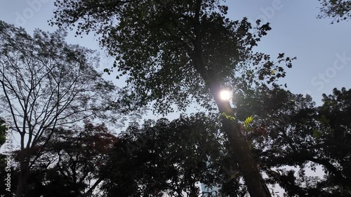trees in the morning