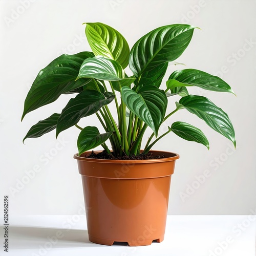 Lush green leafy plant in a simple brown pot against a white backdrop
