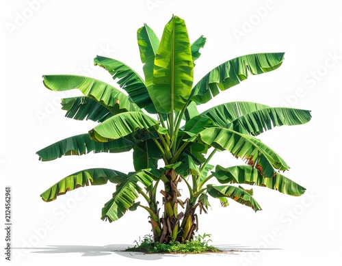 Lush green tropical plant with large, broad leaves and multiple stalks