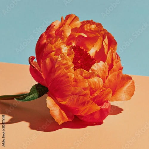 Single coral orange peony flower with ruffled petals and a crimson center on a two-tone peach and blue background for spring decor marketing