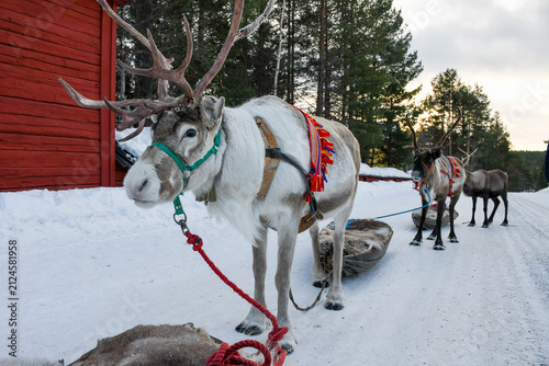 Decorated reindeer pulling a traditional sled during the Jokkmokk Winter Market in Swedish Lapland, Sweden.