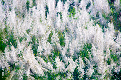 Lush White Pampas Grass in Sunlight on a Vibrant Green Landscape