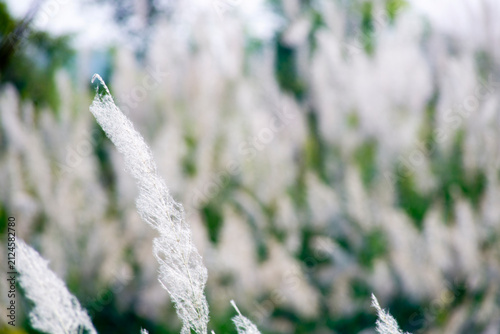 Beautiful White Grass Blades Brightly Lit by Natural Sunlight