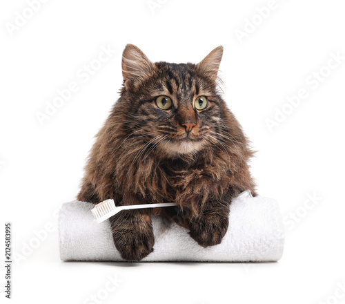 Cute fluffy cat with toothb...