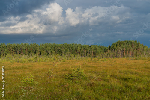 Принти на полотні Walking route through the Sestroretskoye Boloto (Sestroretsk swamp) State Nature