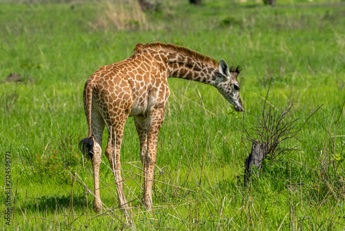 Bild auf Leinwand giraffe in the savannah
