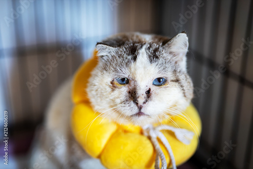 Senior white cat wearing yellow inflatable recovery collar inside indoor cage with matted fur, facial staining, soft light, calm expression, and gentle shelter setting
