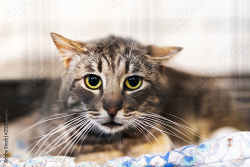 Tabby cat resting on patterned blanket with alert gaze, forward whiskers, soft fur detail, relaxed body posture, cozy indoor setting, and gentle diffused light, with cat, tabby, feline, pet detail